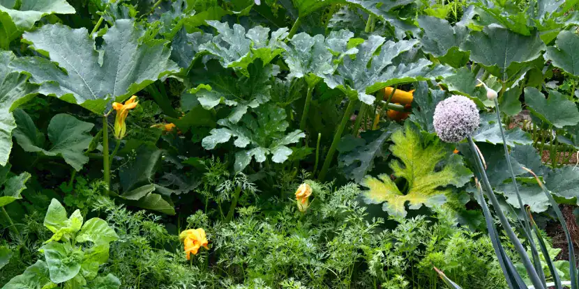 Squash leaves provide protection for more delicate plants