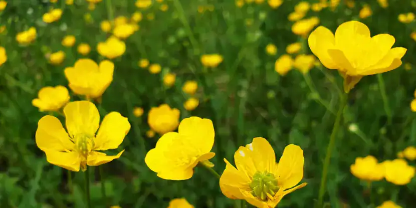 Meadow Buttercup flowers
