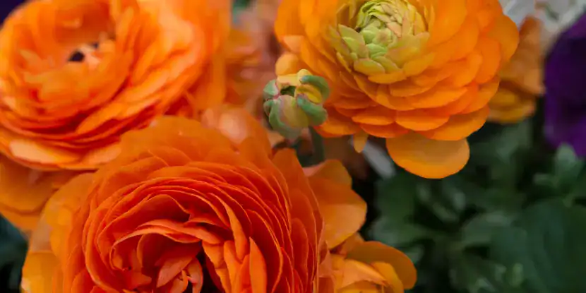 Close-up of brilliant orange Ranunculus asiaticus flowers