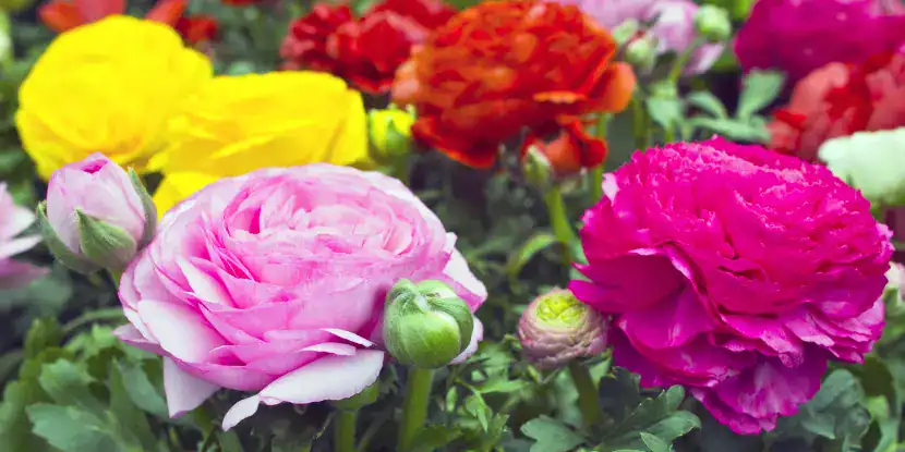 Ranunculus asiaticus blooms