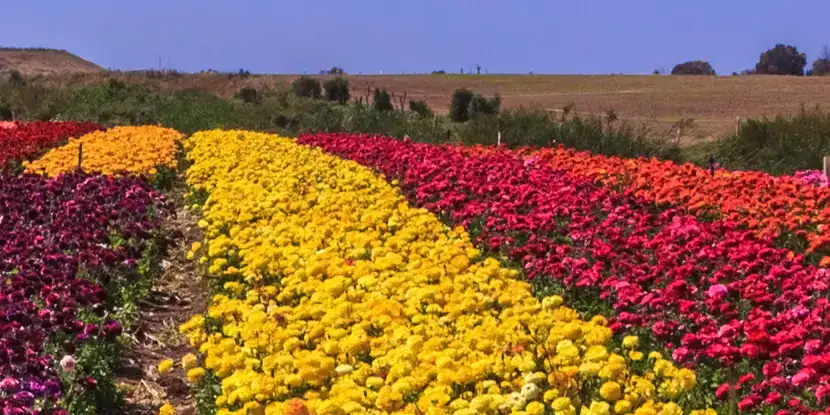 Ranunculus fields in full bloom