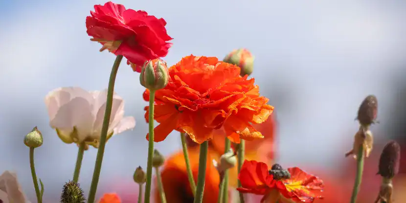 Red Giant Tecolote ranunculus flower