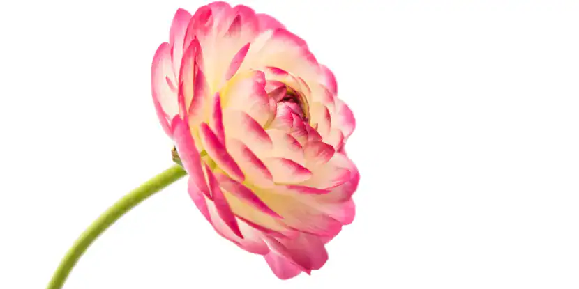 Ranunculus picotee flower