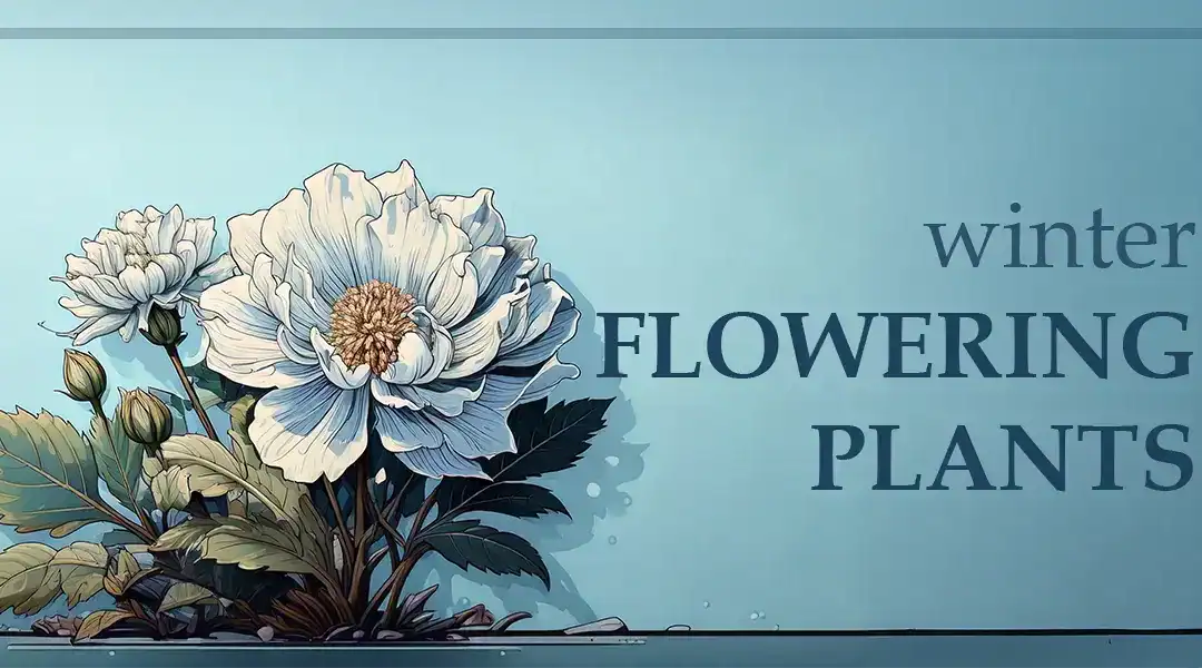 Growing Winter Flowers for a Cool-Weather California Garden