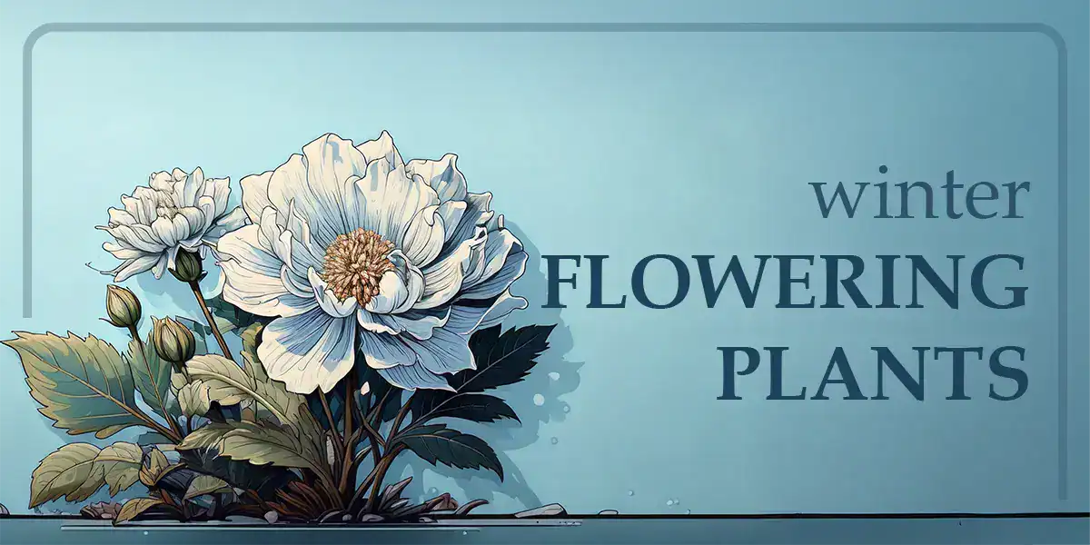 Winter Flowering Plants