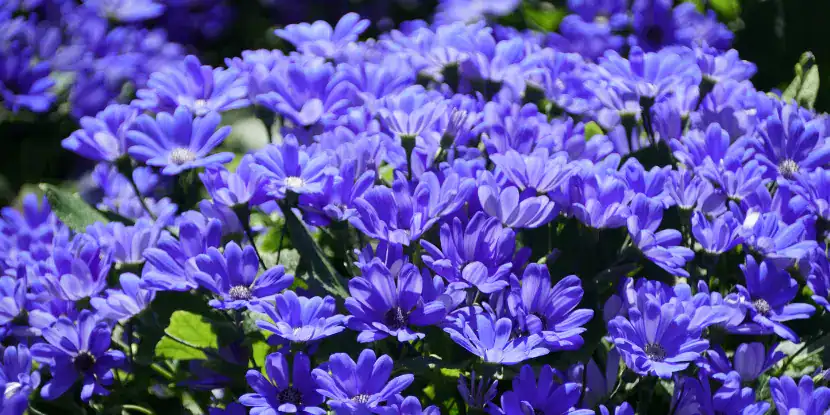 Purple cineraria blooms