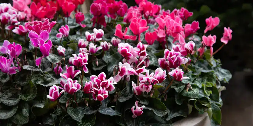 A blossoming potted cyclamen