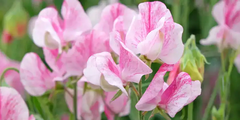 Pink sweet pea blossoms