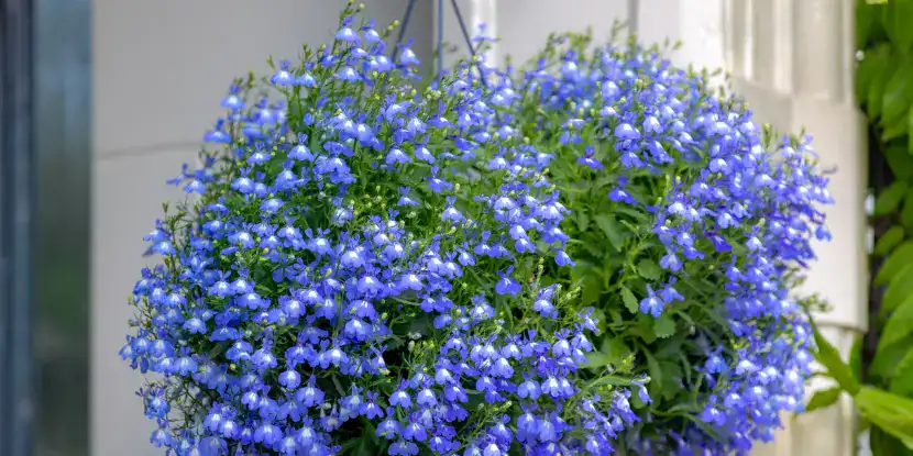 Lobelia plant with blossoms