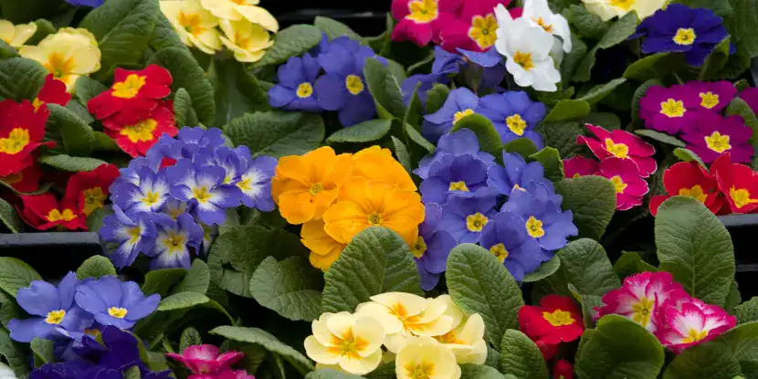 Blooming primrose plants