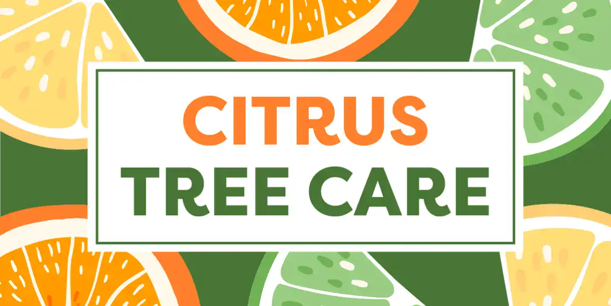 Citrus Tree Care