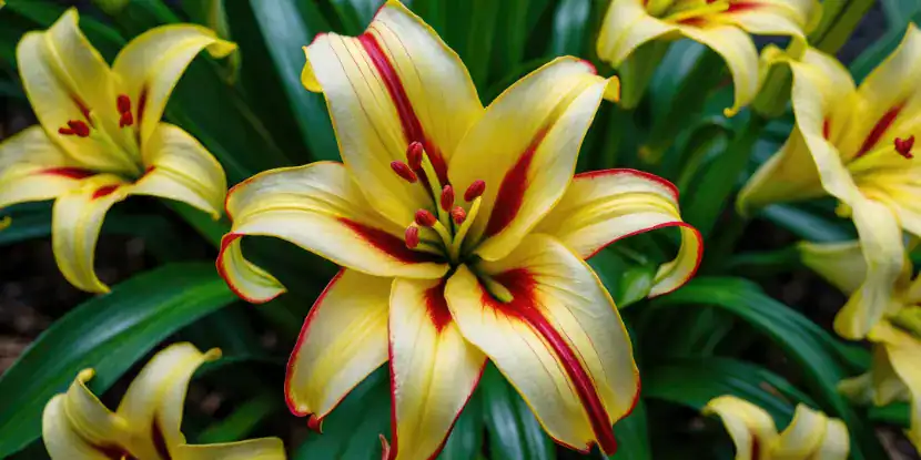 A bright yellow canna lily with burgundy stripes