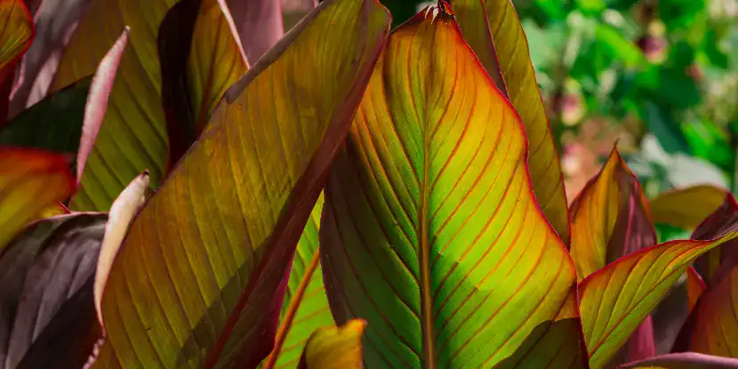 Canna foliage
