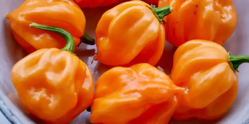 Bahamian Goat Peppers