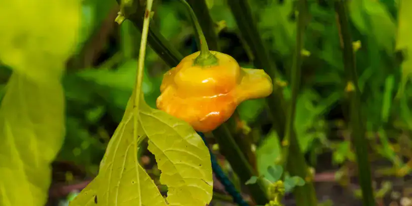 Barbados Yellow Pepper on the plant