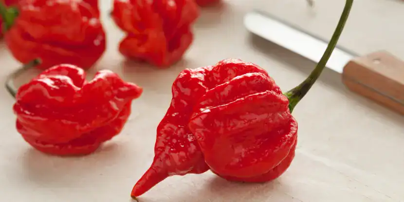Scorpion Peppers