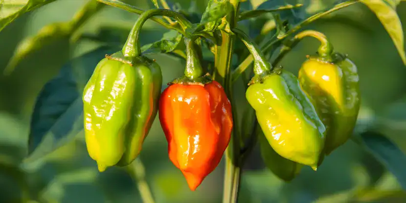 Scotch Bonnet Peppers