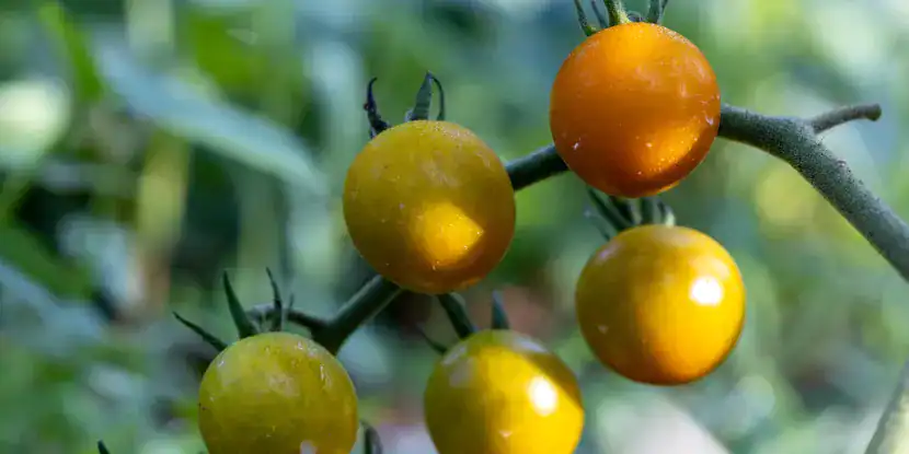 Sun Gold tomatoes on the plant