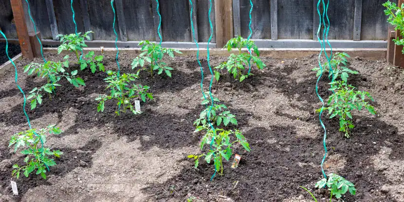 Young tomato plants with twine for support
