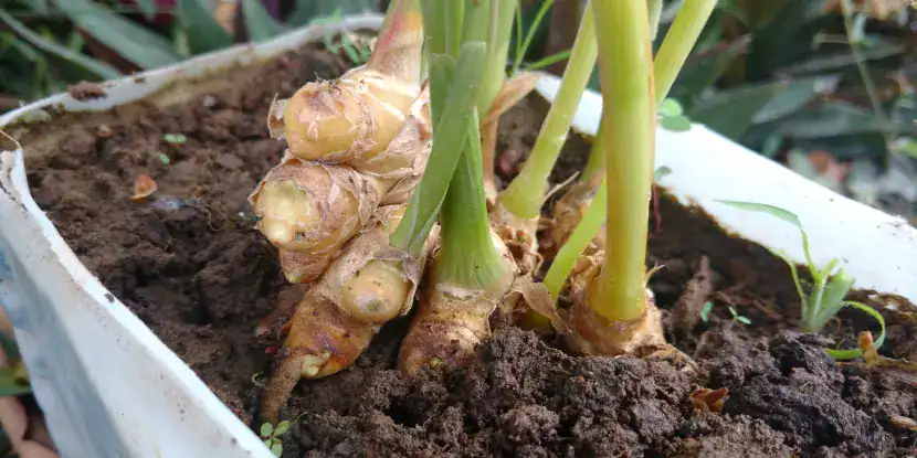 Young ginger plants growing in a container