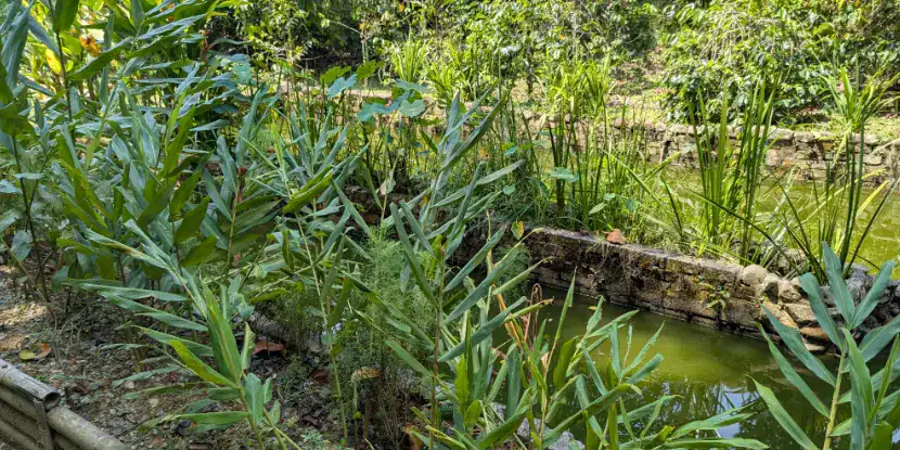 Ginger plants in the garden