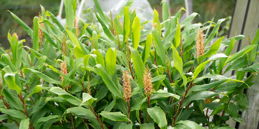 A flowering ginger plant