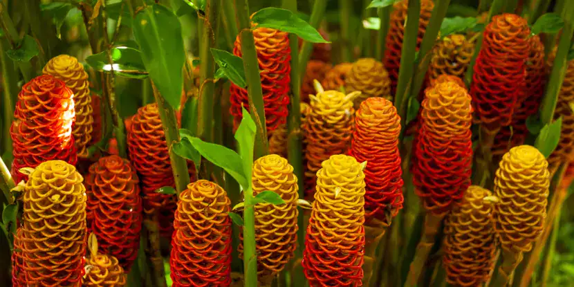 Ginger Spectabile flowers