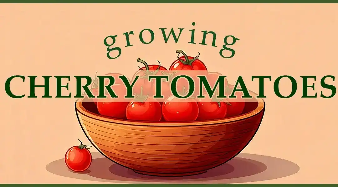 Growing Cherry Tomatoes in a Hot Climate