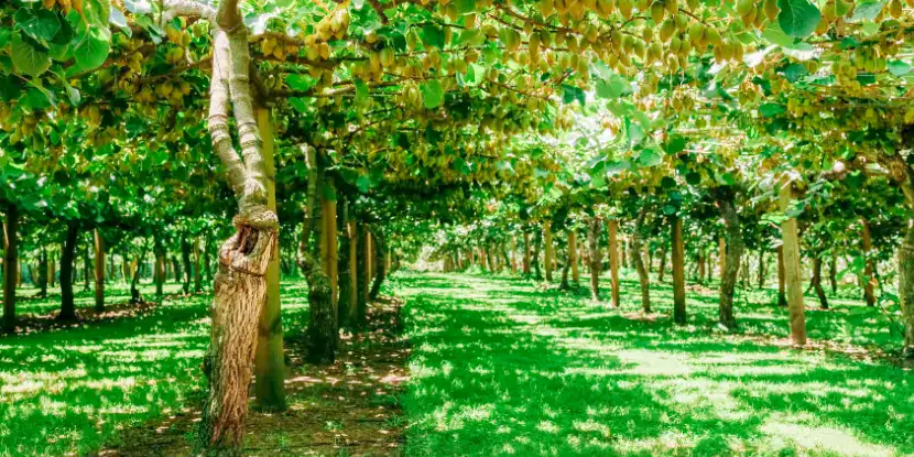 A commercial kiwi farm