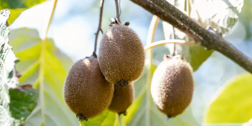 Kiwi fruit ready for harvest