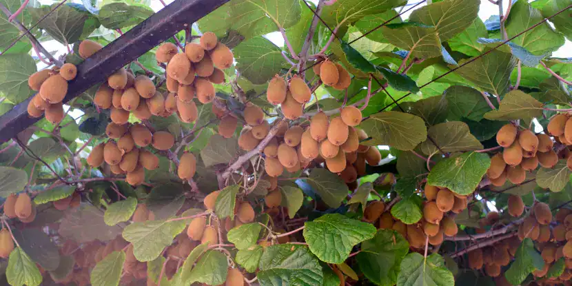 Clusters of kiwi fruit on the vine