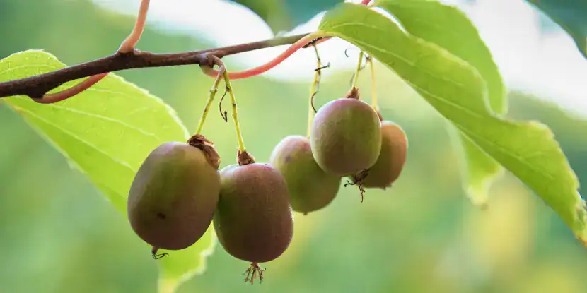 Issai kiwis on the vine