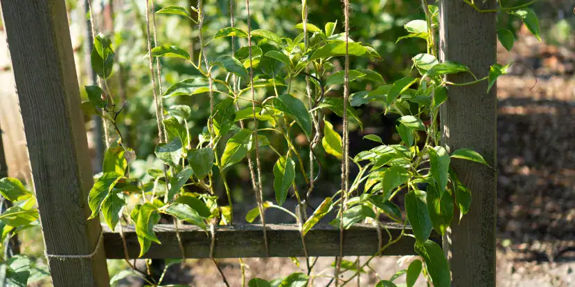Young kiwi vines