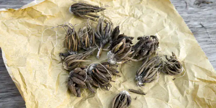 Ranunculs tubers ready for sowing