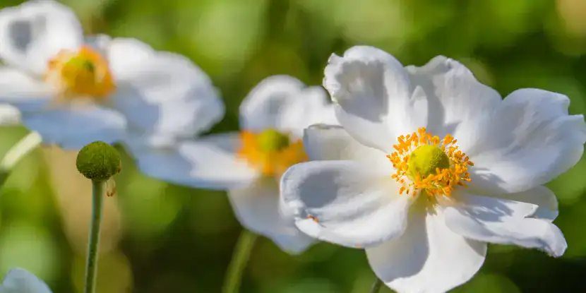 Delicate white anemone flowers swaying in the breeze