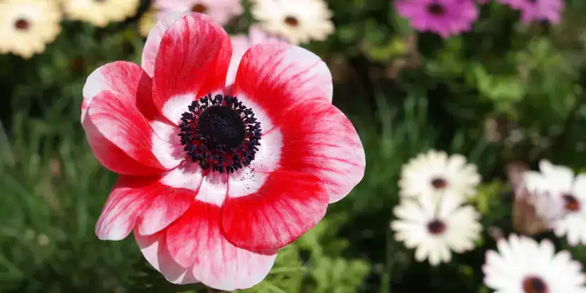 Close-up of a two-toned pink anemone blossom