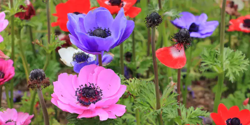A bed of multicolored anemone flowers