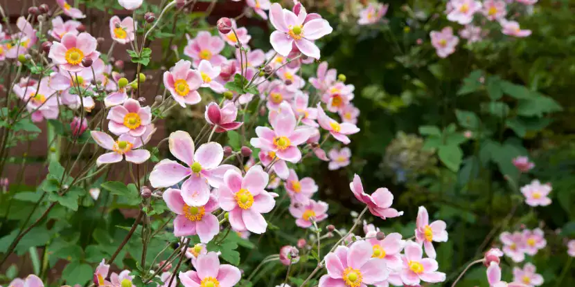 Delicate pink anemone hupehensis blossoms