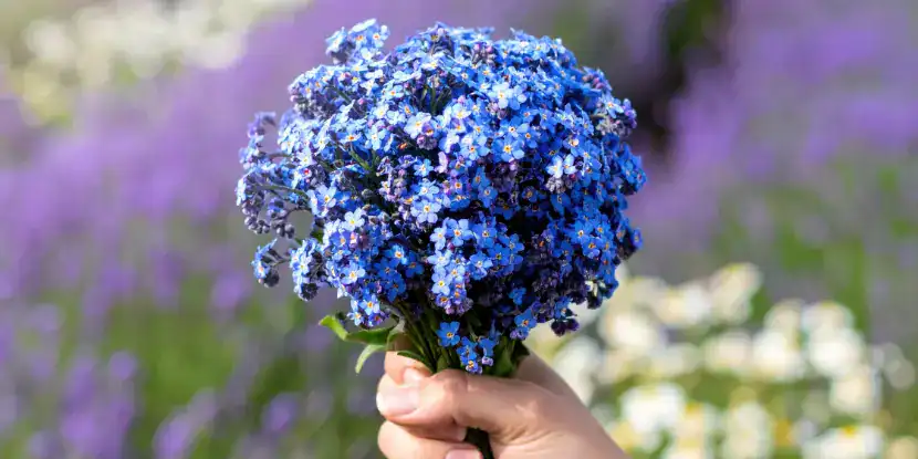 A lovely bouquet of forget-me-nots