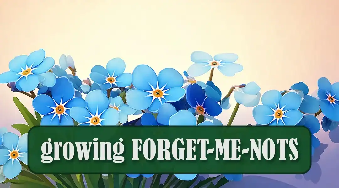 How to Grow Forget-Me-Nots in a Warm Climate