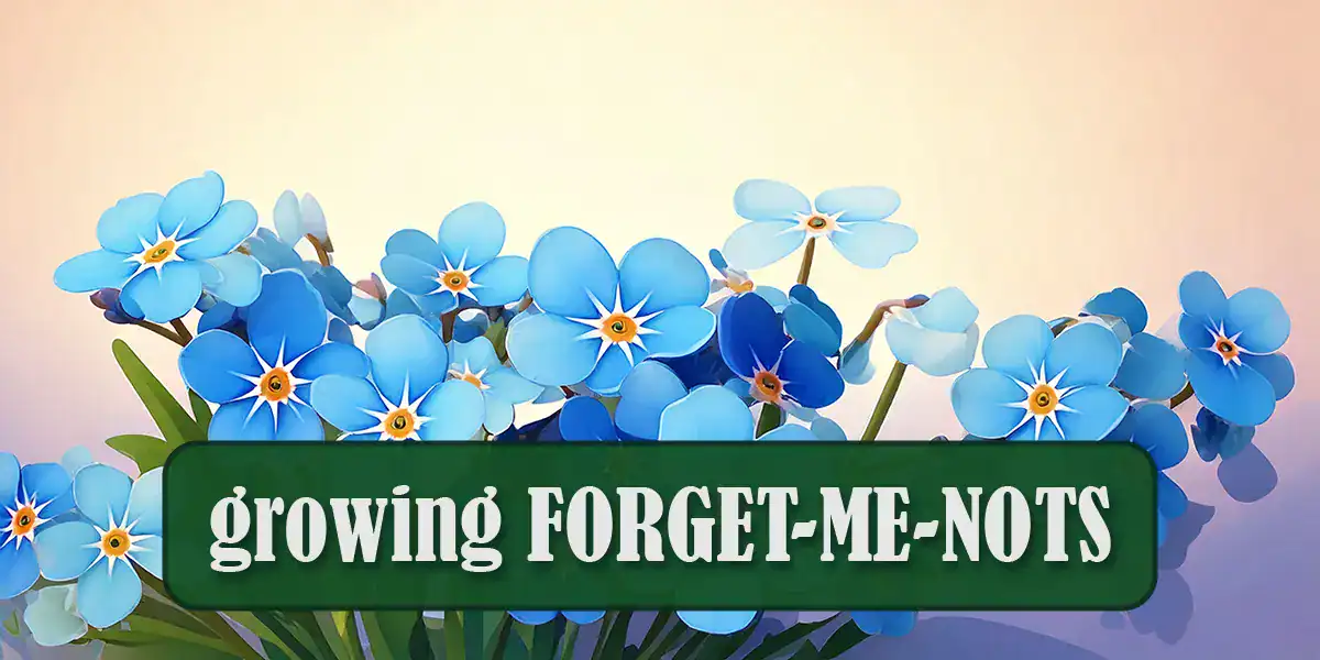 Growing Forget-me-nots