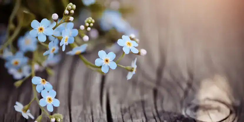 Light blue forget-me-not blossoms