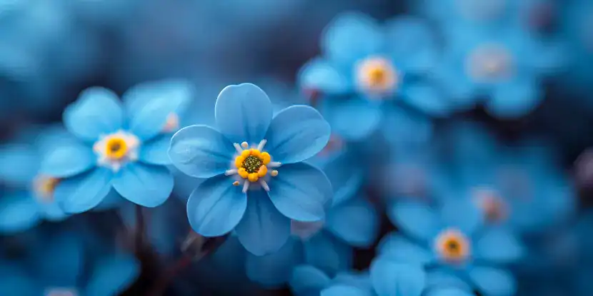 Close-up of the forget-me-not flower