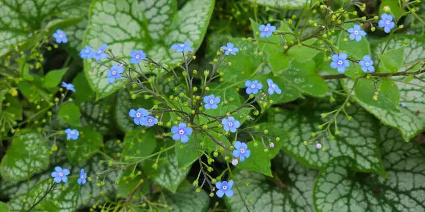 Myosotis sylvatica, the wood forget-me-not