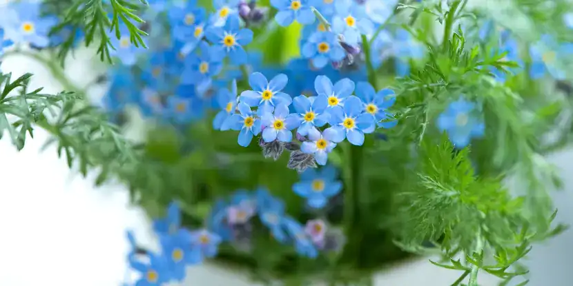 Forget-me-nots in a container