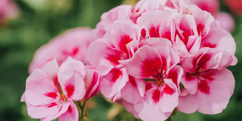 A close-up gorgeous pink and red geraniums