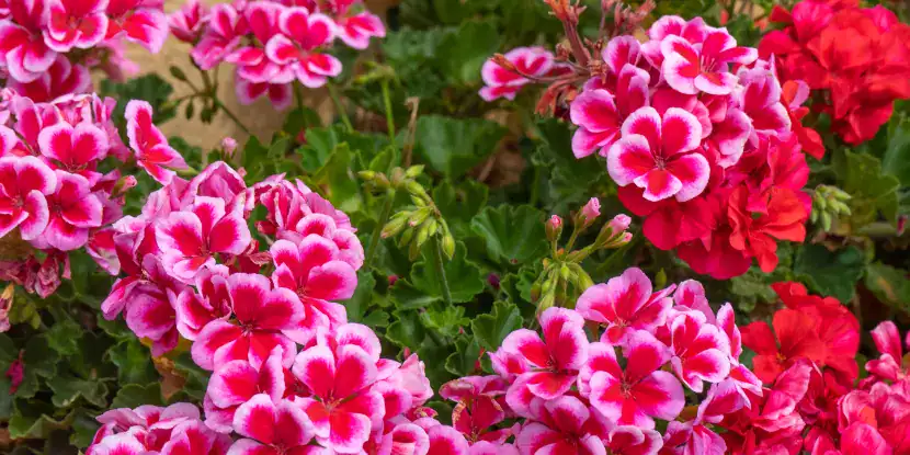 Pink and red geraniums in a garden bed