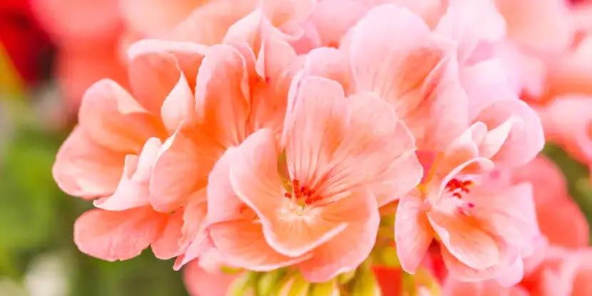 Delicate cream-colored geranium flowers
