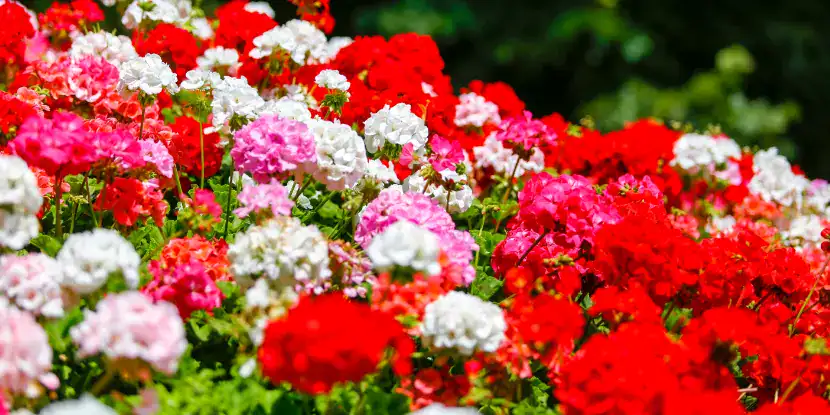 Clusters of geranium blossoms in the garden
