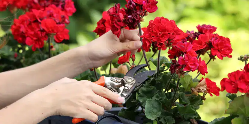 A woman trims a geranium plant